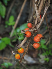 Alpinia tonrokuensis