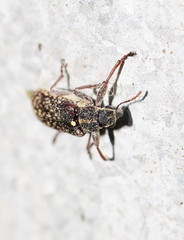 Sphinctobelus rufibeccus