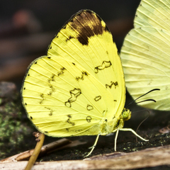 Eurema simulatrix