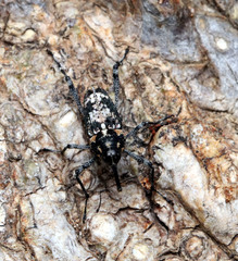Mecopus tipularius
