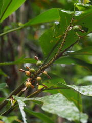 Alpinia tonrokuensis