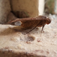 Mocis latipes