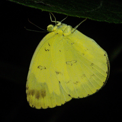 Eurema simulatrix