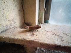 Mocis latipes