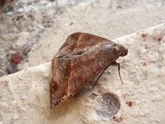 Mocis latipes