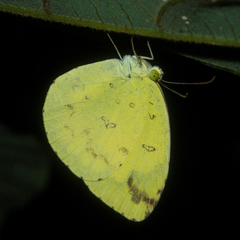 Eurema simulatrix