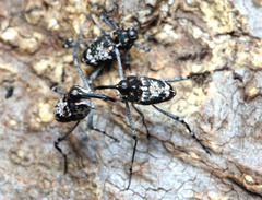 Mecopus tipularius