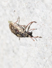 Sphinctobelus rufibeccus