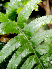 Microlepia marginata marginata