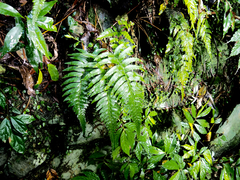 Microlepia marginata marginata