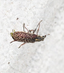 Sphinctobelus rufibeccus