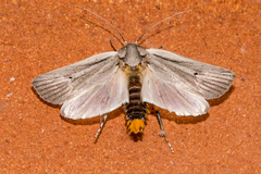 Maroga leptopasta