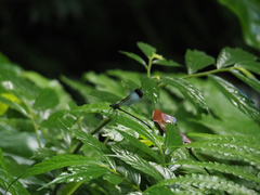 Psolodesmus mandarinus