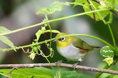 Zosterops erythropleurus