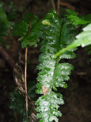 Hymenasplenium apogamum