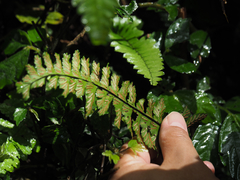 Hymenasplenium apogamum