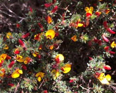 Pultenaea tenuifolia