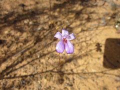 Elythranthera emarginata