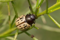 Leptinotarsa lineolata