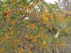 Acacia ligulata