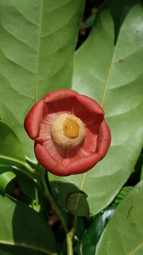 Image of Uvaria narum by (c) R K, some rights reserved (CC BY)