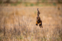 Pteropus conspicillatus