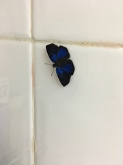 Paches loxus gloriosus