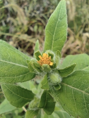 Sigesbeckia pubescens