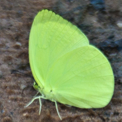 Gandaca harina burmana
