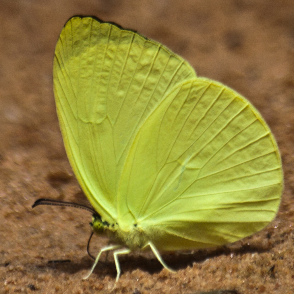 Tree Yellow