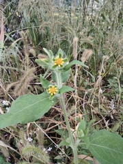 Sigesbeckia pubescens