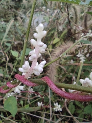 Cuscuta japonica