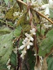 Cuscuta japonica