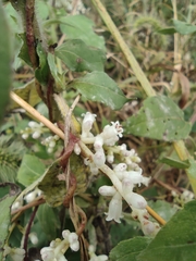Cuscuta japonica