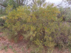 Acacia ligulata