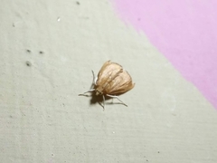 Aethiophysa falcatalis