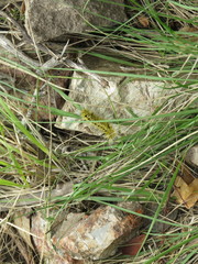 Lophocampa argentata