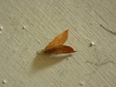 Aethiophysa falcatalis