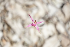 Caladenia harringtoniae