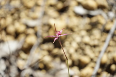 Caladenia harringtoniae