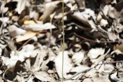 Caladenia harringtoniae