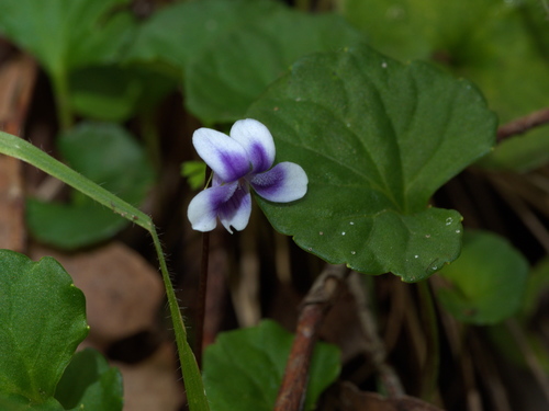 Viola banksii
