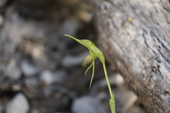Pterostylis turfosa