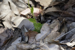 Pterostylis turfosa