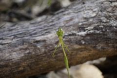 Pterostylis turfosa