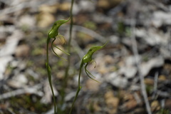 Pterostylis turfosa