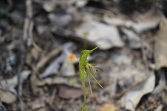 Pterostylis turfosa