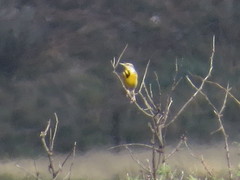 Sturnella magna lilianae