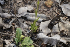 Pterostylis turfosa