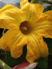 Cucurbita palmata
